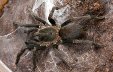 В Австралии произошло нашествие ужасных тарантулов