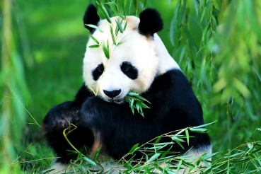 Ученые узнали, как панда смогла выживать на одном бамбуке