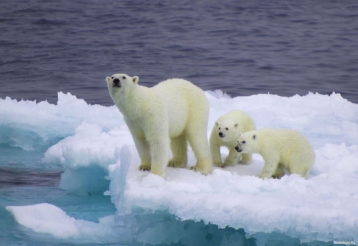 Белые медведи могут исчезнуть через 10 лет из-за глобального потепления