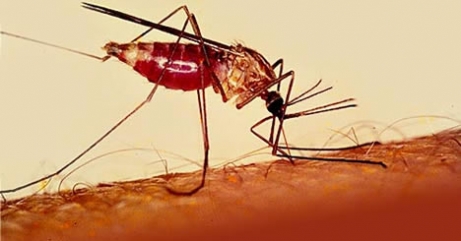В Киеве обнаружили 10-ый случай малярии с начала года