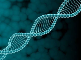 Британские ученые хотят менять гены в эмбрионах человека