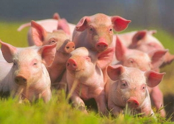 В Полтавской области выявлена новая вспышка африканской свинной чумы