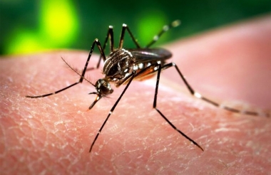 Украине не грозит вирус Зика: у нас нет нужного вида комаров