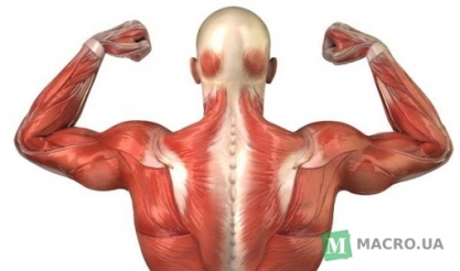 Как сохранить мышцы: ваш возраст и мышечная масса