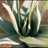 ALOE FOR YOU Киев